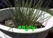 About Fresh Spring Chives